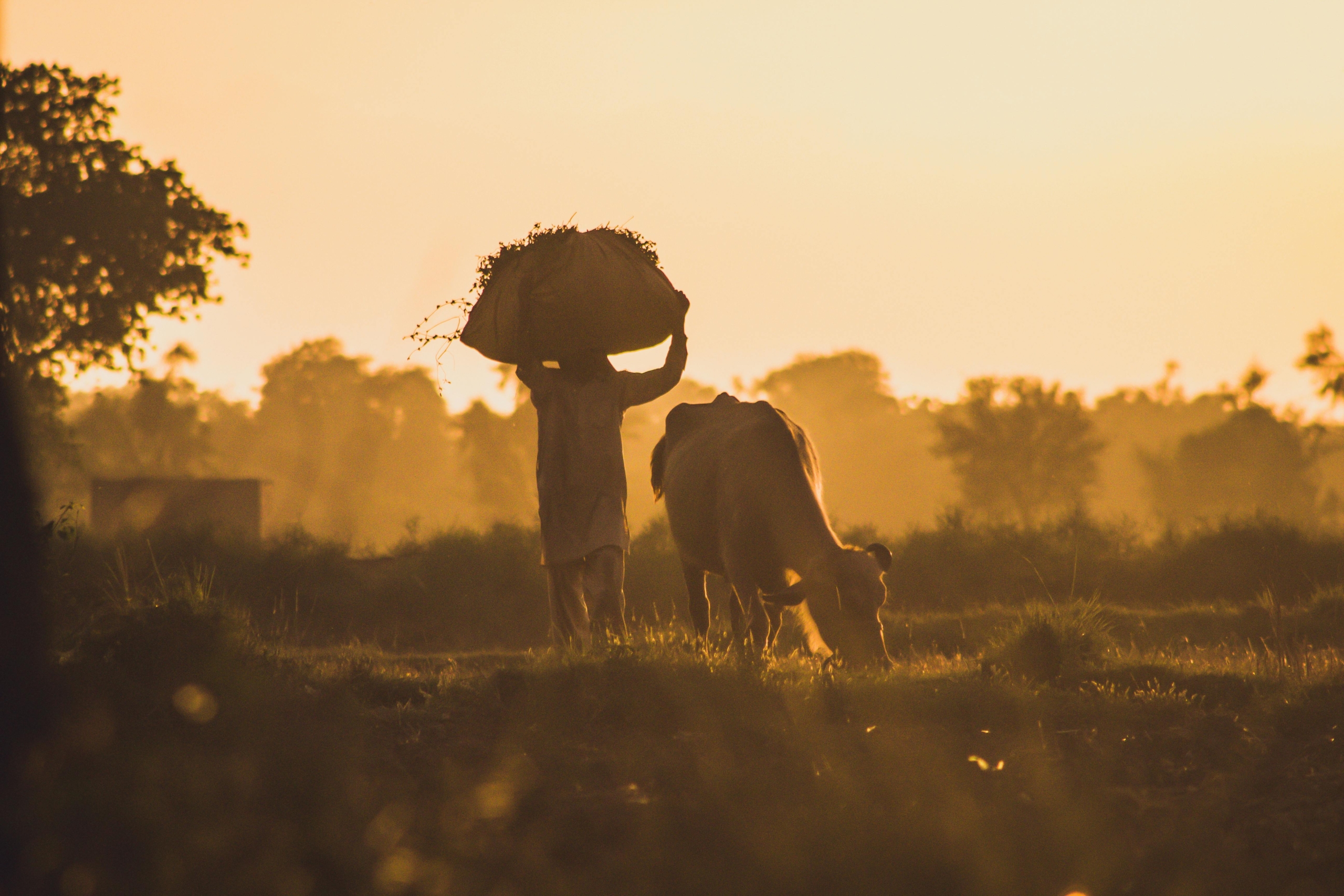 Farmer Walking with Cow at Sunset