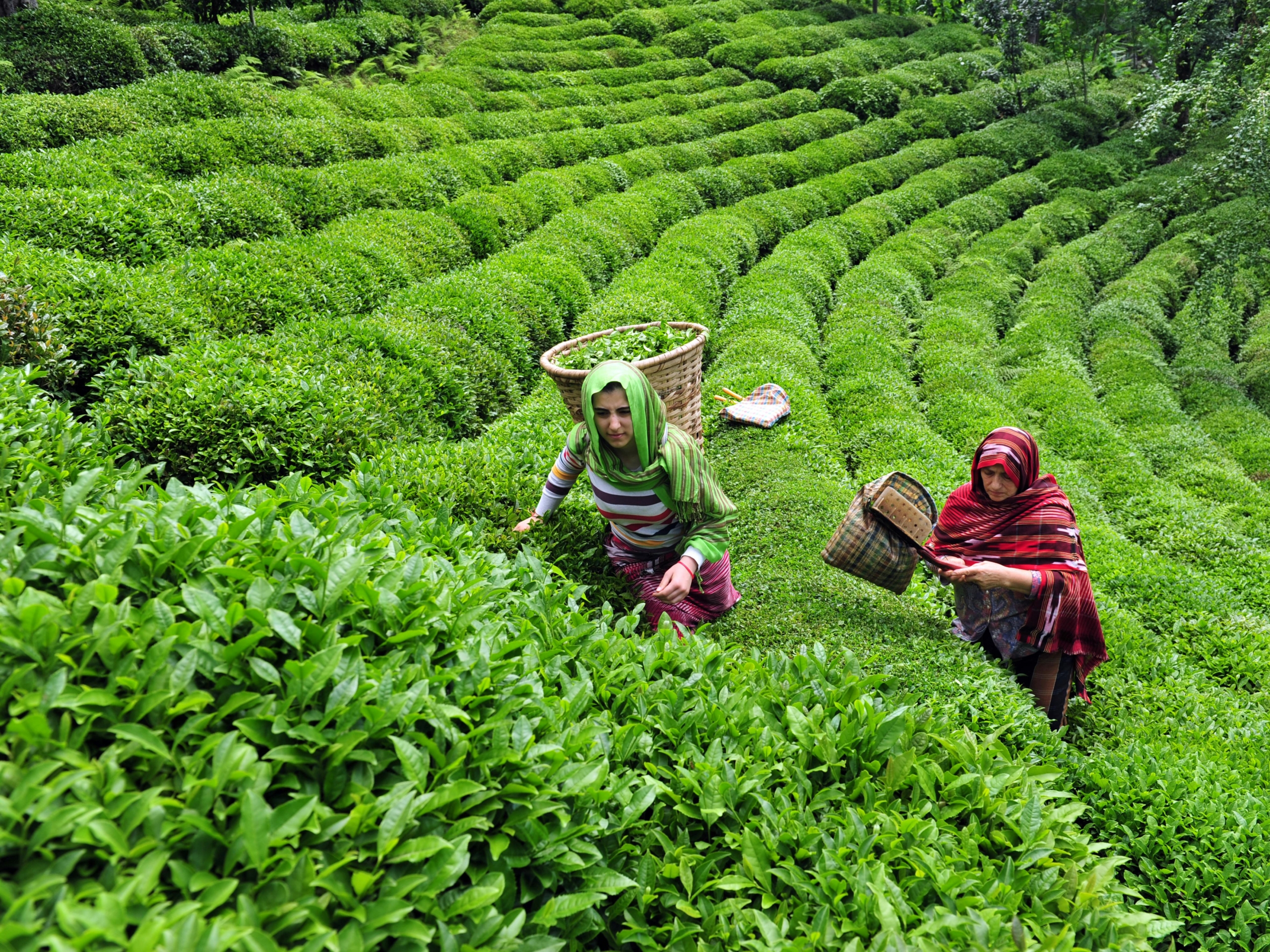 "Two women harvesting tea leaves on a lush, green plantation with neatly organized rows of tea plants. Each woman carries a basket on her back, and they are dressed in colorful, traditional clothing. The landscape is vibrant and full of dense, healthy greenery.
