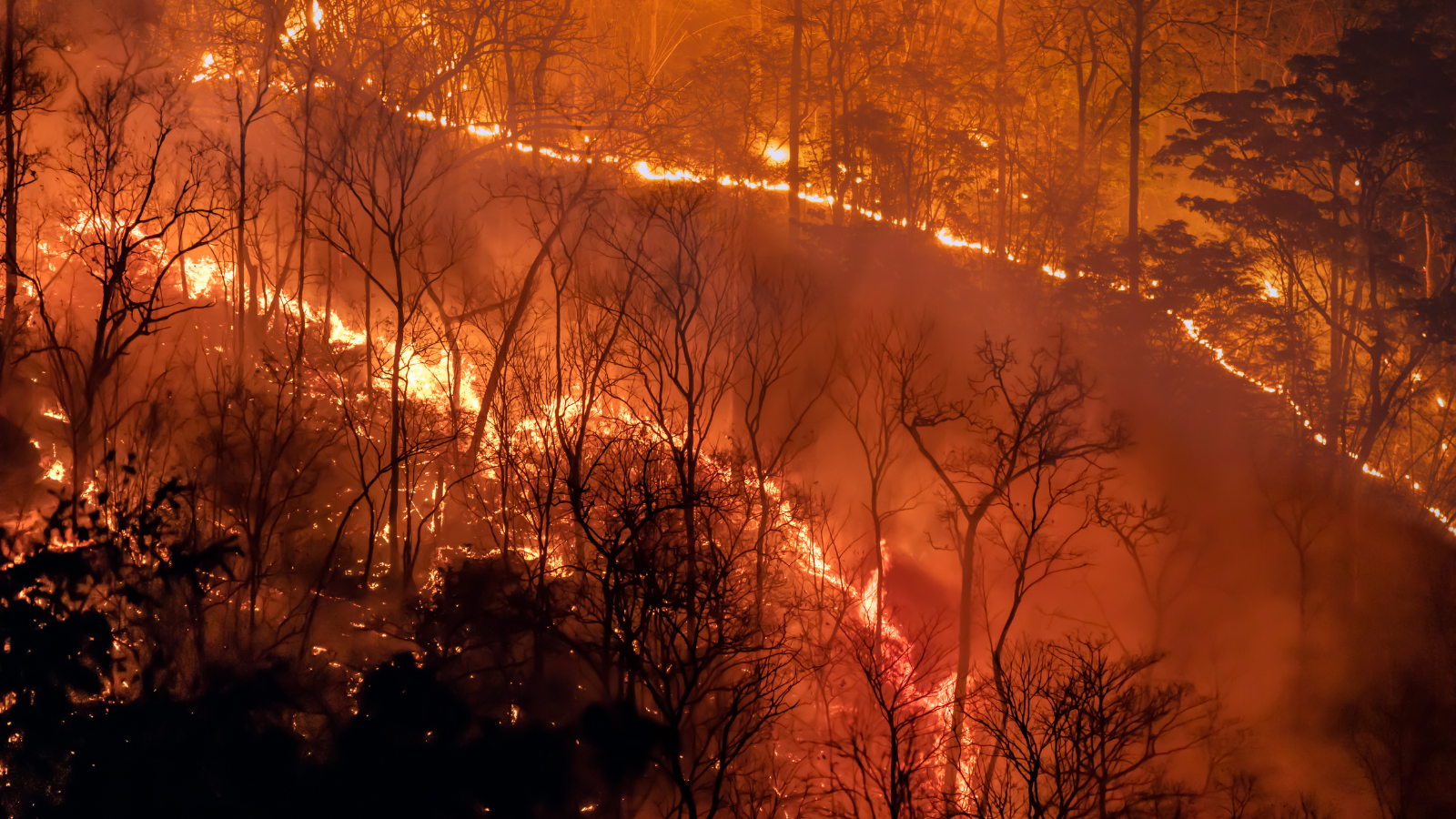 A raging wildfire engulfing a forested hillside at night, with flames lighting up the sky and smoke billowing through the bare, scorched trees