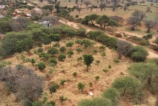 Aerial view of a dry farmland with scattered green trees and bushes, mountains in the background, and a dirt road running through the area.