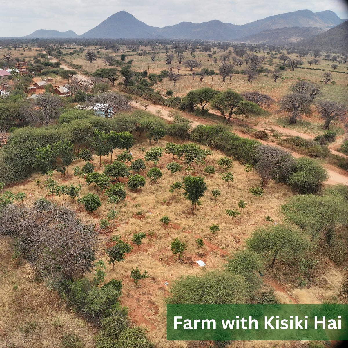 Aerial view of a dry farmland with scattered green trees and bushes, mountains in the background, and a dirt road running through the area.
