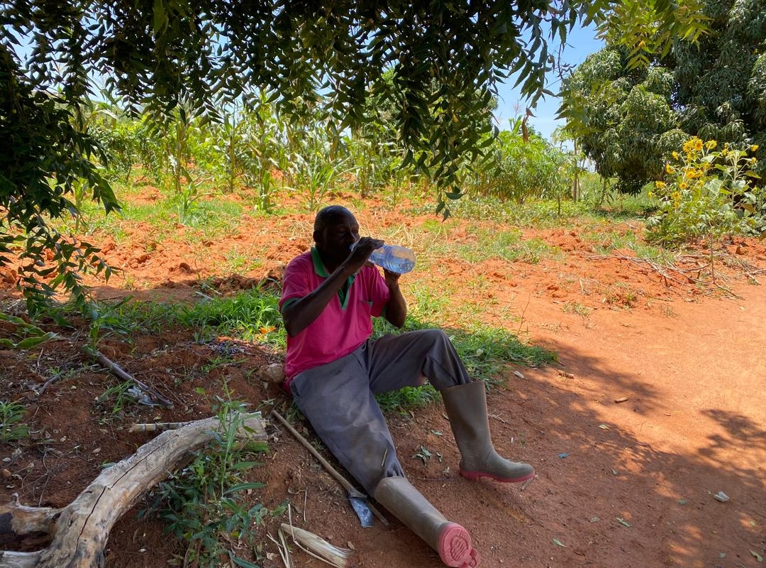 A worker wearing a pink shirt and rubber boots drinks water as he sits in the shade of a tree
